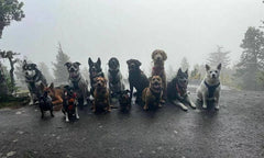 The Alaskan Puppy Bus Becomes A Viral Sensation