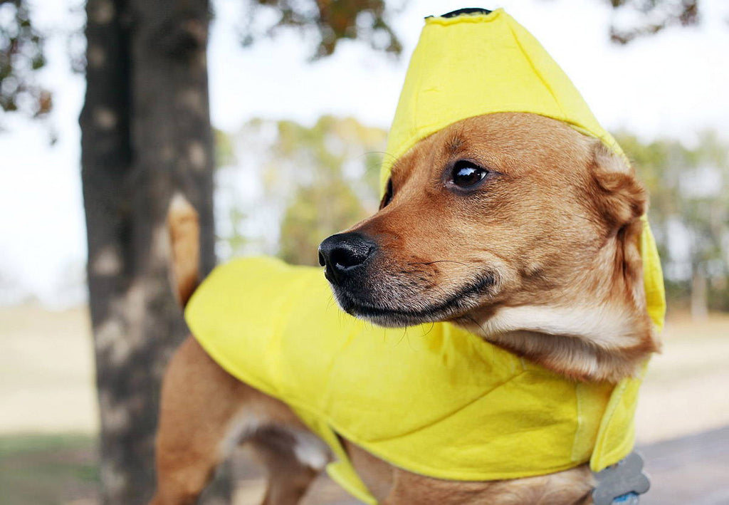 Homemade Banana Trainer Treat Recipe