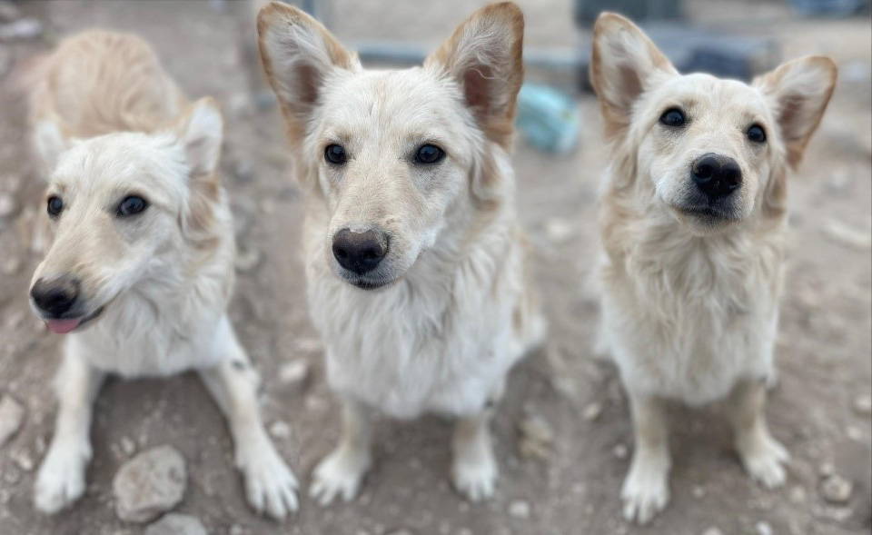 Featured Adoptable Doggo - Meet Millie The Mini Mutt