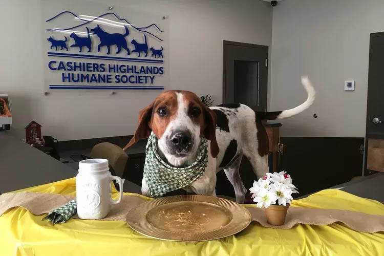 A Determined Senior Rescue Dog Finally Finds A Forever Home After Spending 7 Years At A North Carolina Shelter