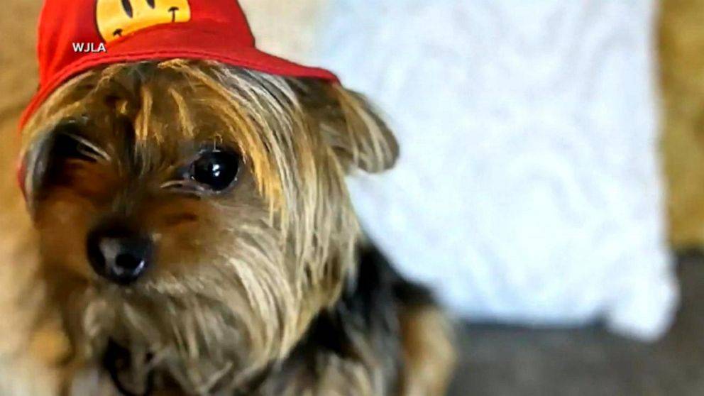 Veteran's Incredible Detective Work Leads To The Rescue Of A Stolen Yorkie - See The Unbelievable Way He Tracked Down The Dognapper!