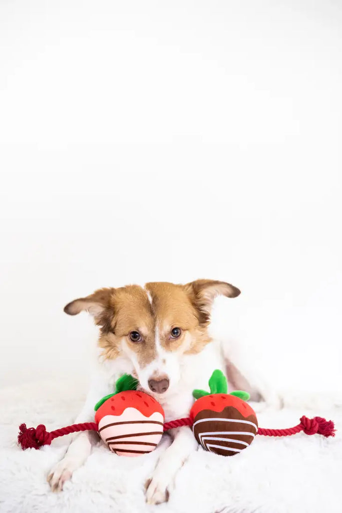 Chocolate covered clearance strawberry dog toy